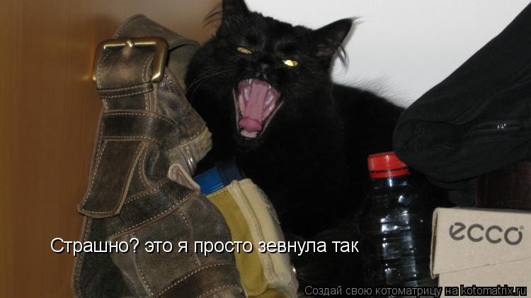 Котоматрица: Страшно? это я просто зевнула так