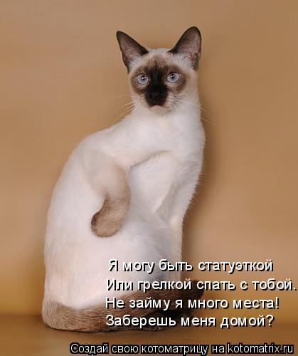 Котоматрица: Я могу быть статуэткой Или грелкой спать с тобой. Не займу я много места! Заберешь меня домой?