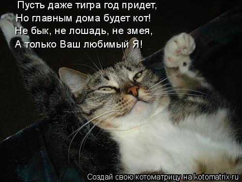 Котоматрица: Пусть даже тигра год придет, Но главным дома будет кот! Не бык, не лошадь, не змея, А только Ваш любимый Я!