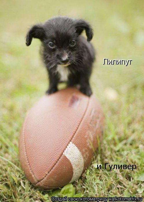 Лилипут и Гуливер... Котоматрица: Лилипут и Гуливер