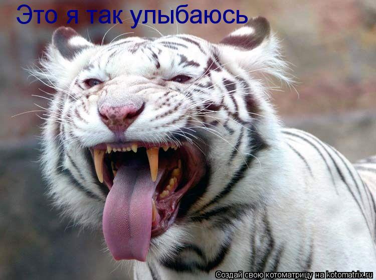 Это я так улыбаюсь... Котоматрица: Это я так улыбаюсь
