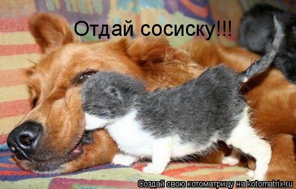 Отдай сосиску!!!... Котоматрица: Отдай сосиску!!!
