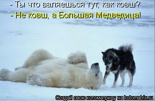 - Ты что валяешься тут, как ковш? - Не ковш, а Большая Медведица!... Котоматрица: - Ты что валяешься тут, как ковш? - Не ковш, а Большая Медведица!