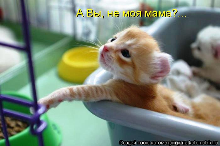 А Вы, не моя мама?...... Котоматрица: А Вы, не моя мама?...