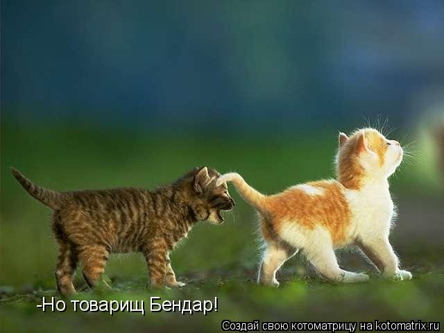 -Но товарищ Бендар!... Котоматрица: -Но товарищ Бендар!