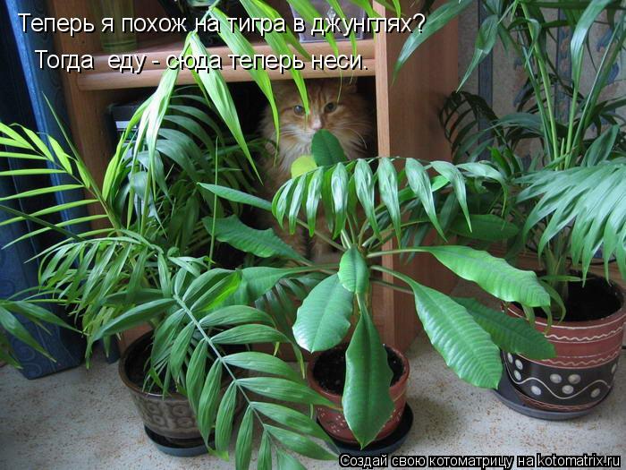 Теперь я похож на тигра в джунглях? Тогда еду - сюда теперь неси.... Котоматрица: Теперь я похож на тигра в джунглях? Тогда еду - сюда теперь неси.