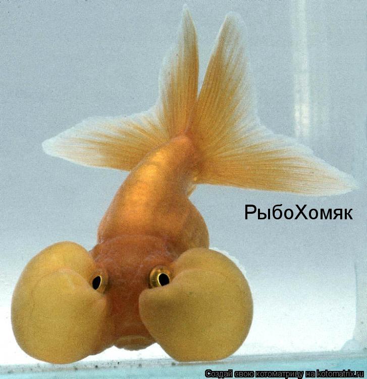 РыбоХомяк... Котоматрица: РыбоХомяк