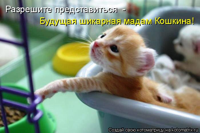 Разрешите представиться - Будущая шикарная мадам Кошкина!... Котоматрица: Разрешите представиться - Будущая шикарная мадам Кошкина!