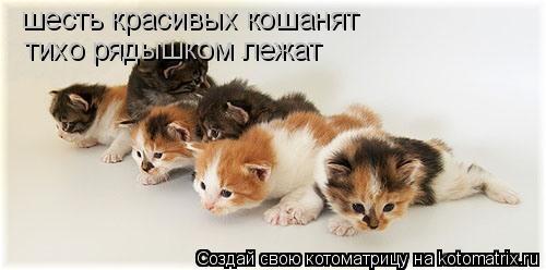 шесть красивых кошанят тихо рядышком лежат... Котоматрица: шесть красивых кошанят тихо рядышком лежат