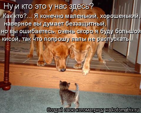 Ну и кто это у нас здесь? Как кто?... Я конечно маленький, хорошенький, наверное вы думает беззащит... Котоматрица: Ну и кто это у нас здесь? Как кто?... Я конечно маленький, хорошенький, наверное вы думает беззащитный, но вы ошибаетесь, очень скоро я буду бо