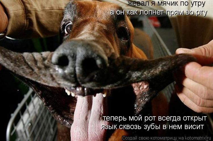 теперь мой рот всегда открыт жевал я мячик по утру а он как лопнет прям во рту язык сквозь зубы в нем... Котоматрица: теперь мой рот всегда открыт жевал я мячик по утру а он как лопнет прям во рту язык сквозь зубы в нем висит