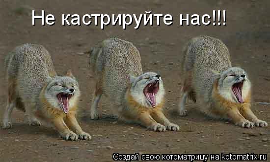 Не кастрируйте нас!!!... Котоматрица: Не кастрируйте нас!!!
