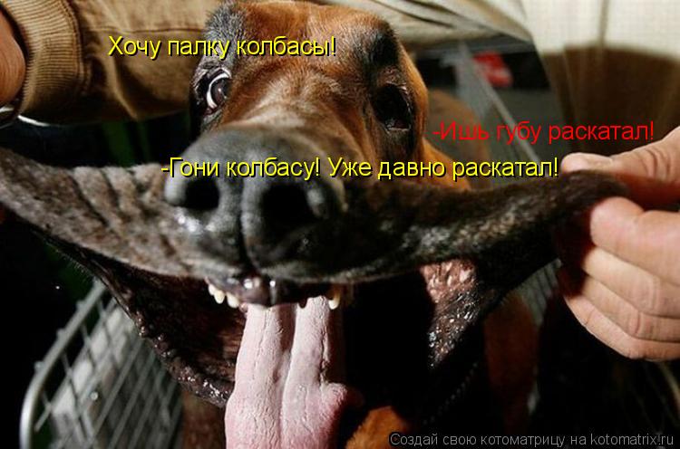 Хочу палку колбасы! -Ишь губу раскатал! -Гони колбасу! Уже давно раскатал!... Котоматрица: Хочу палку колбасы! -Ишь губу раскатал! -Гони колбасу! Уже давно раскатал!