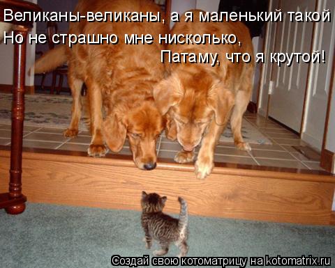 Великаны-великаны, а я маленький такой Но не страшно мне нисколько, Патаму, что я крутой!... Котоматрица: Великаны-великаны, а я маленький такой Но не страшно мне нисколько, Патаму, что я крутой!
