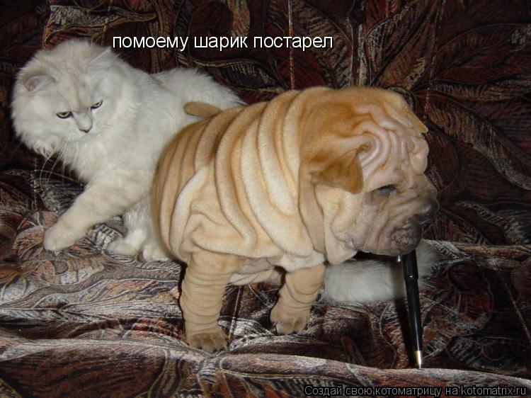 помоему шарик постарел... Котоматрица: помоему шарик постарел