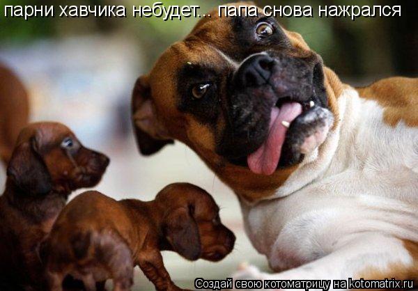 парни хавчика небудет... папа снова нажрался... Котоматрица: парни хавчика небудет... папа снова нажрался