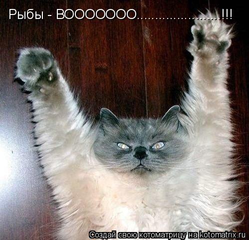 Рыбы - ВООООООО.......................!!!... Котоматрица: Рыбы - ВООООООО.......................!!!