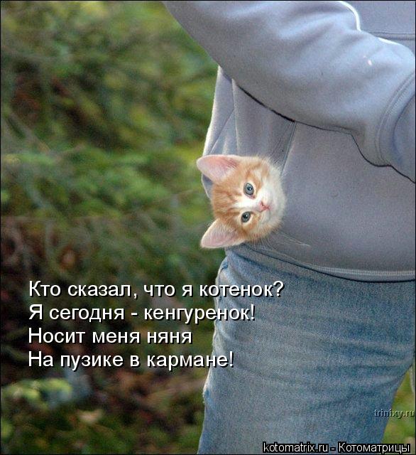 Котоматрица: Кто сказал, что я котенок? Я сегодня - кенгуренок! Носит меня няня На пузике в кармане!