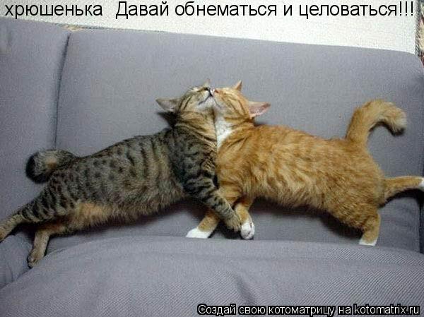 Давай обнематься и целоваться!!! хрюшенька... Котоматрица: Давай обнематься и целоваться!!! хрюшенька