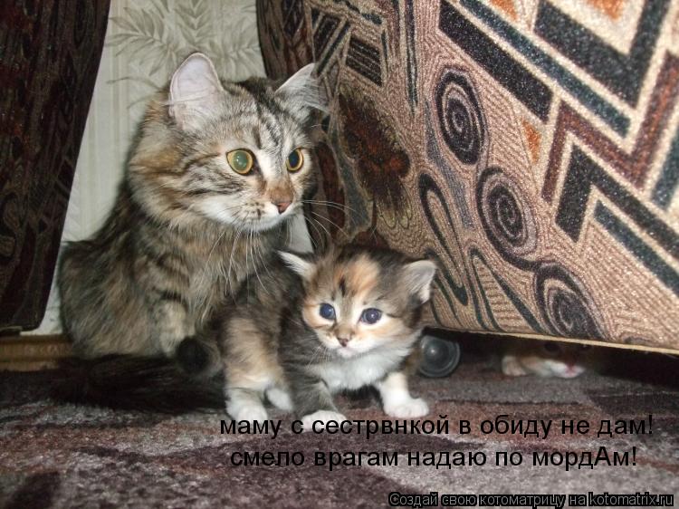 маму с сестрвнкой в обиду не дам! смело врагам надаю по мордАм!... Котоматрица: маму с сестрвнкой в обиду не дам! смело врагам надаю по мордАм!