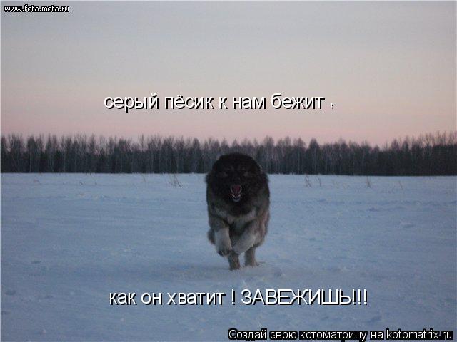 как он хватит ! ЗАВЕЖИШЬ!!! , серый пёсик к нам бежит... Котоматрица: как он хватит ! ЗАВЕЖИШЬ!!! , серый пёсик к нам бежит