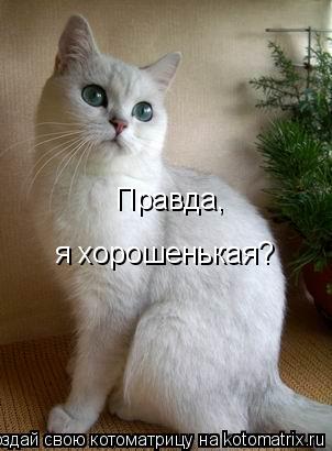 Правда, я хорошенькая?... Котоматрица: Правда, я хорошенькая?