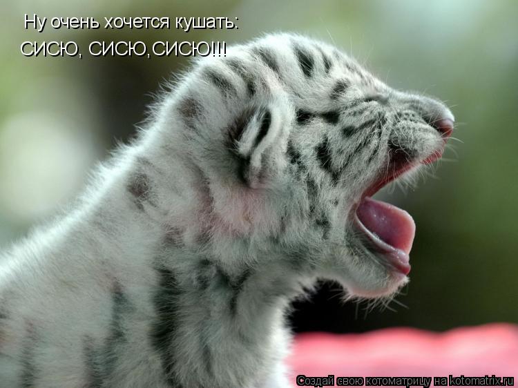 Ну очень хочется кушать: СИСЮ, СИСЮ,СИСЮ!!!... Котоматрица: Ну очень хочется кушать: СИСЮ, СИСЮ,СИСЮ!!!
