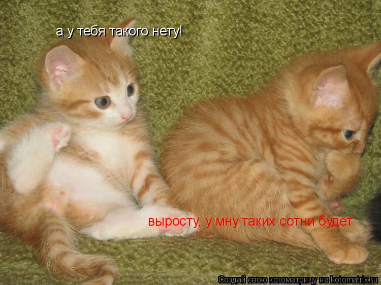 ааа ... Котоматрица: ааа