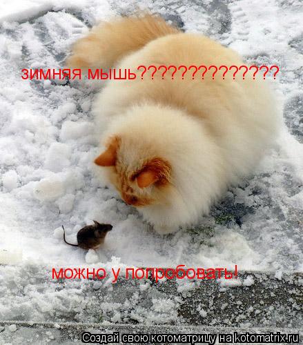зимняя мышь?????????????? можно у попробовать!... Котоматрица: зимняя мышь?????????????? можно у попробовать!