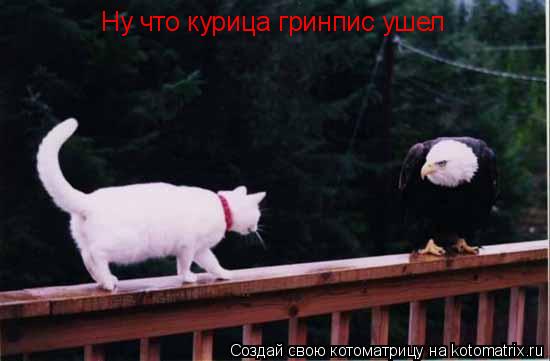Ну что курица гринпис ушел... Котоматрица: Ну что курица гринпис ушел