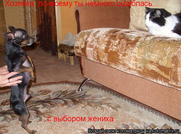 Котоматрица: Хозяйка, по-моему ты немного ошиблась... ... с выбором жениха