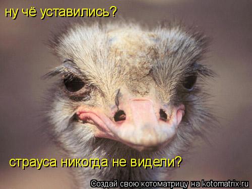 ну чё уставились? страуса никогда не видели?... Котоматрица: ну чё уставились? страуса никогда не видели?