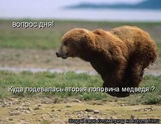 вопрос дня! Куда подевалась вторая половина медведя ?... Котоматрица: вопрос дня! Куда подевалась вторая половина медведя ?