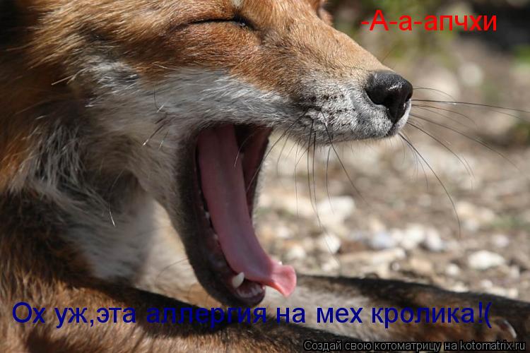 Ох уж,эта аллергия на мех кролика!( -А-а-апчхи... Котоматрица: Ох уж,эта аллергия на мех кролика!( -А-а-апчхи