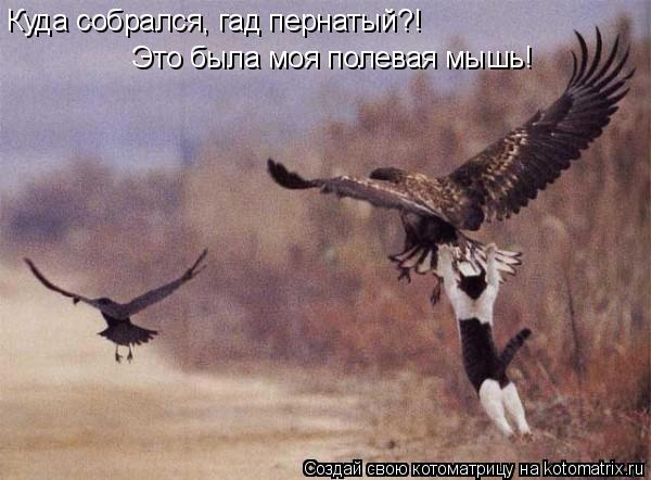 Куда собрался, гад пернатый?! Это была моя полевая мышь!... Котоматрица: Куда собрался, гад пернатый?! Это была моя полевая мышь!