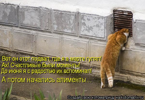 Котоматрица: Вот он этот подвал, где я в марте гулял! Ах! Счастливые были моменты! До июня я с радостью их вспоминал! А потом начались алименты…..