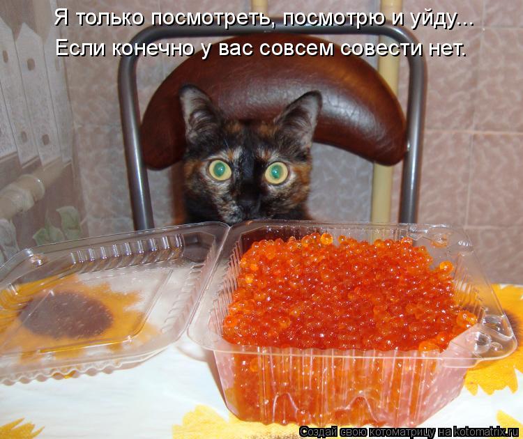 Котоматрица: Я только посмотреть, посмотрю и уйду... Если конечно у вас совсем совести нет.