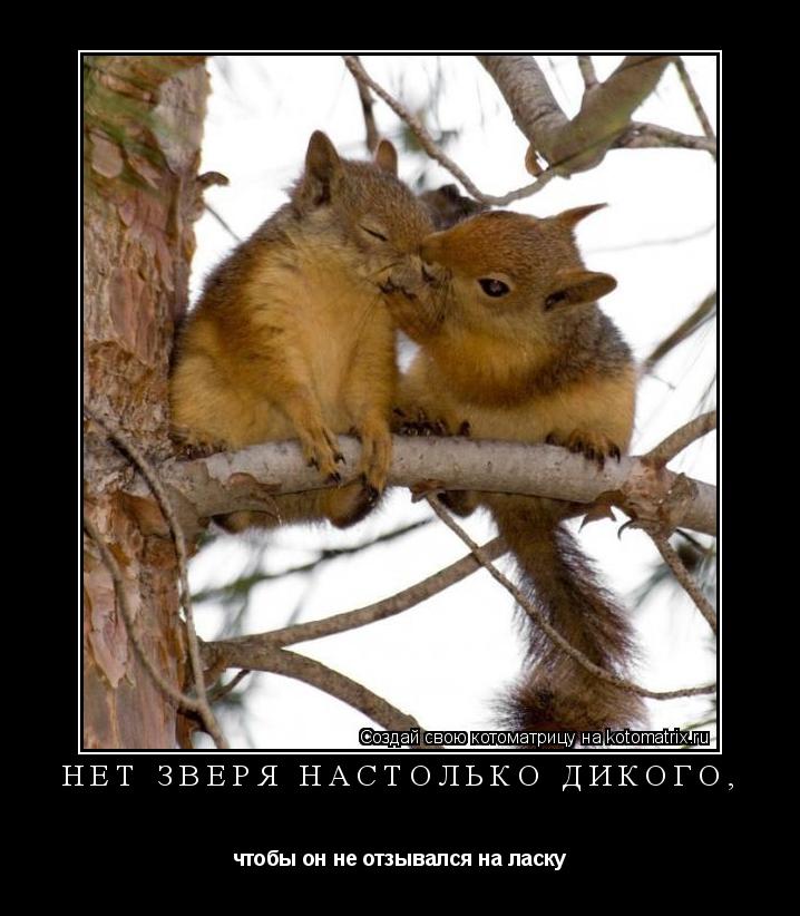 Котоматрица: нет зверя настолько дикого,  чтобы он не отзывался на ласку