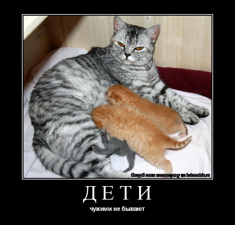 ДЕТИ чужими не бывают... Котоматрица: ДЕТИ чужими не бывают