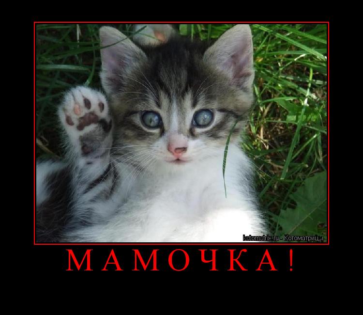 мамочка! ... Котоматрица: мамочка!