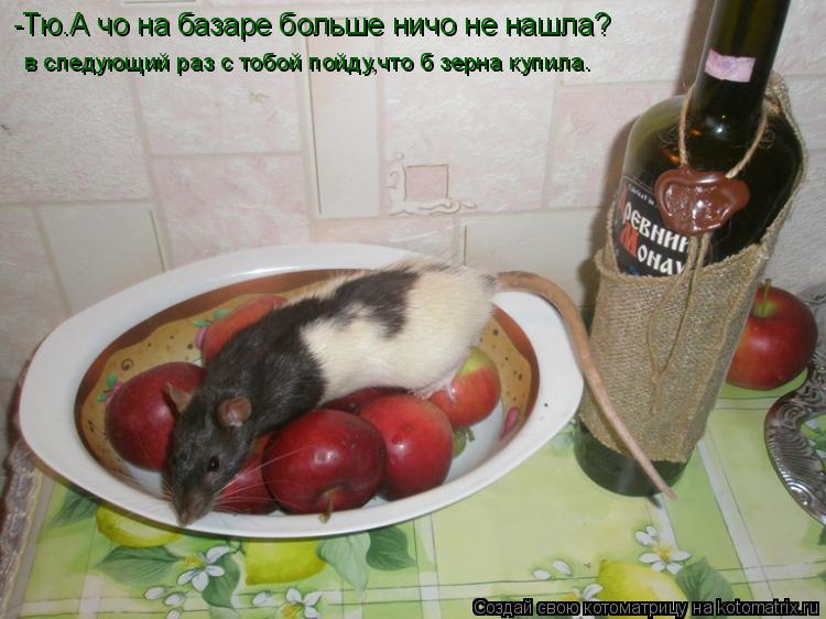 Котоматрица: -Тю.А чо на базаре больше ничо не нашла? в следующий раз с тобой пойду,что б зерна купила.