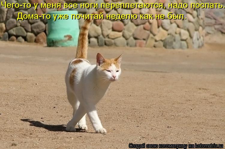 Котоматрица: Дома-то уже почитай неделю как не был. Чего-то у меня все ноги переплетаются, надо поспать.