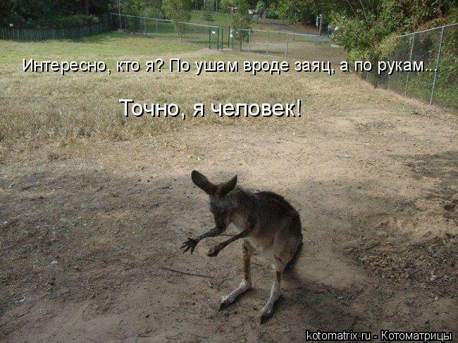 Точно, я человек! Интересно, кто я? По ушам вроде заяц, а по рукам...... Котоматрица: Точно, я человек! Интересно, кто я? По ушам вроде заяц, а по рукам...