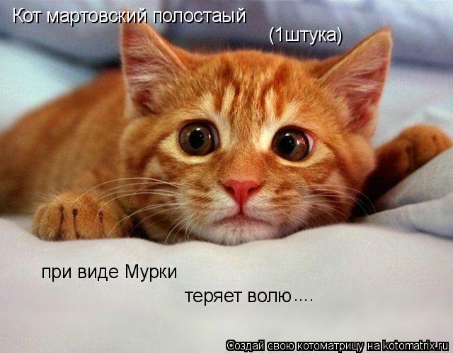 Кот мартовский полостаый (1штука) при виде Мурки теряет волю ....... Котоматрица: Кот мартовский полостаый (1штука) при виде Мурки теряет волю ....