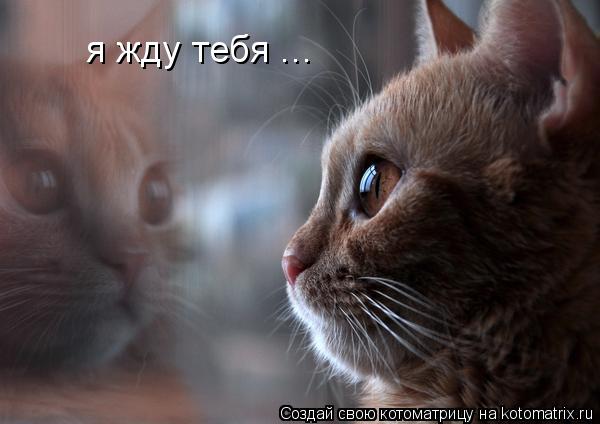 я жду тебя ...... Котоматрица: я жду тебя ...