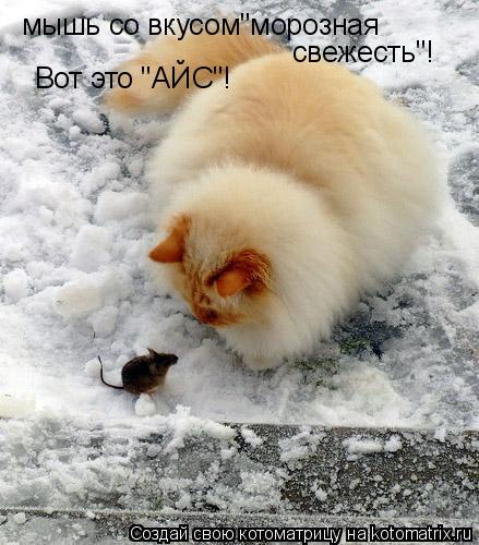 мышь со вкусом"морозная свежесть"! Вот это "АЙС"!... Котоматрица: мышь со вкусом"морозная свежесть"! Вот это "АЙС"!