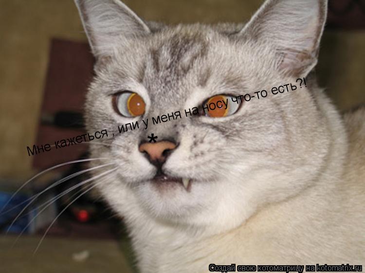 * Мне кажеться , или у меня на носу что-то есть?!... Котоматрица: * Мне кажеться , или у меня на носу что-то есть?!