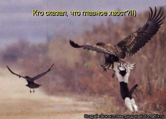 Кто сказал, что главное хвост?!!) Кто сказал, что главное хвост?!!) Кто сказал, что главное хвост?!!)... Котоматрица: Кто сказал, что главное хвост?!!) Кто сказал, что главное хвост?!!) Кто сказал, что главное хвост?!!)
