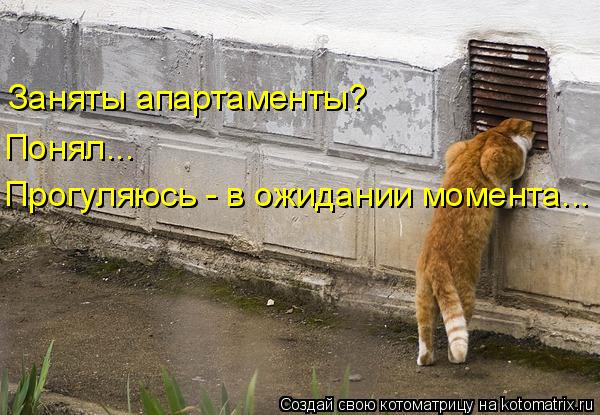 Котоматрица: Заняты апартаменты? Понял... Прогуляюсь - в ожидании момента...
