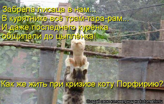 Котоматрица: Забрела лисаца в нам... В курятнике всё трам-тара-рам... И даже последнего курёнка общипали до цыплёнка! Как же жить при кризисе коту Порфирию?